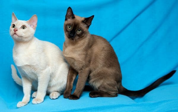 tonkinese cats - platinum mink tonkinese