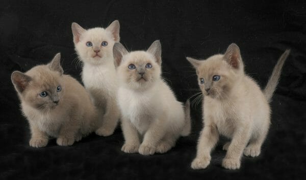 tonkinese kittens - tonkinese kitten