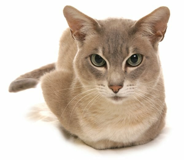 tonkinese vs siamese - tonkinese cat breeds