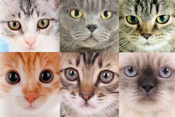 top 10 most popular cat breeds