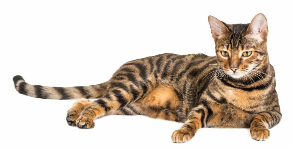 toyger cat breed - toyger tigers