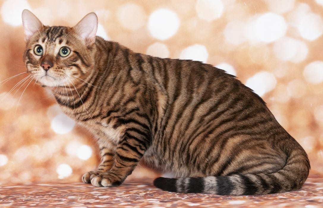 Toyger Cat - Toyger Kittens - Toyger Cat Breed - Toy Tigers