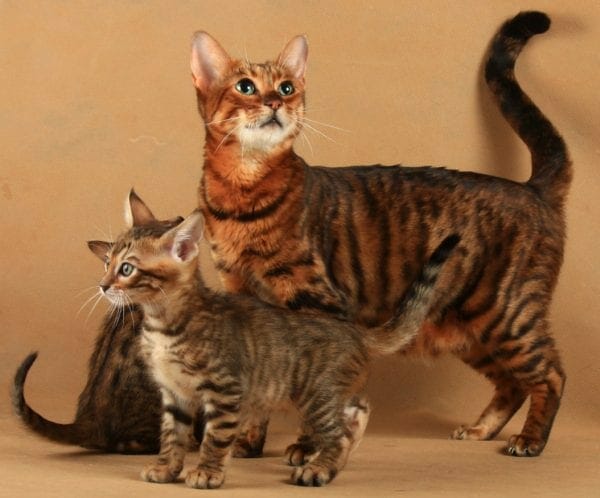 toyger cats - toygers