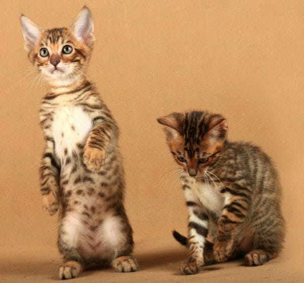 toyger kittens - toyger kitten