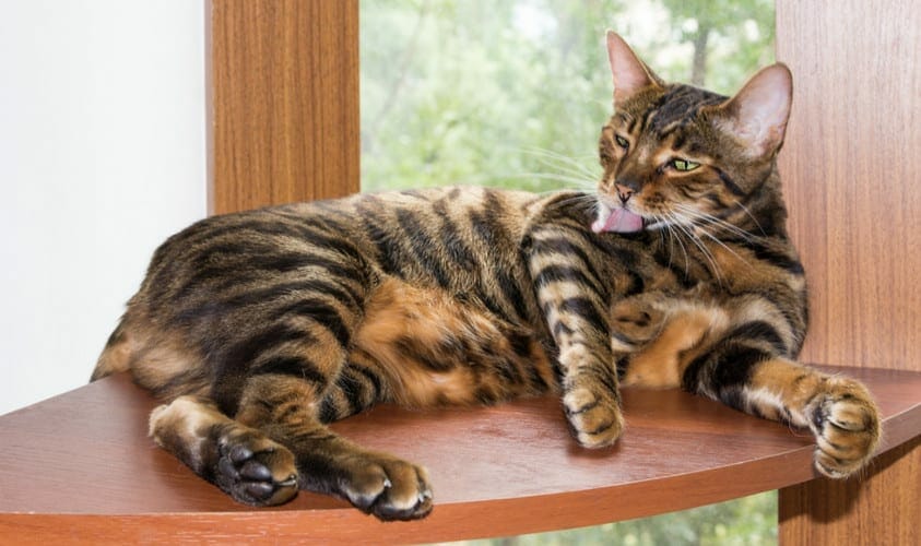 toyger - toyger cat