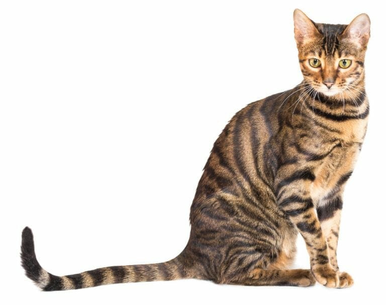 Toyger Cat - Toyger Kittens - Toyger Cat Breed - Toy Tigers