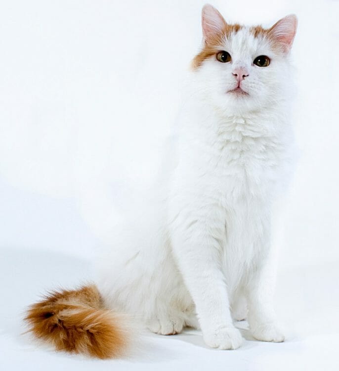 turkish van cat personality - white turkish van cat