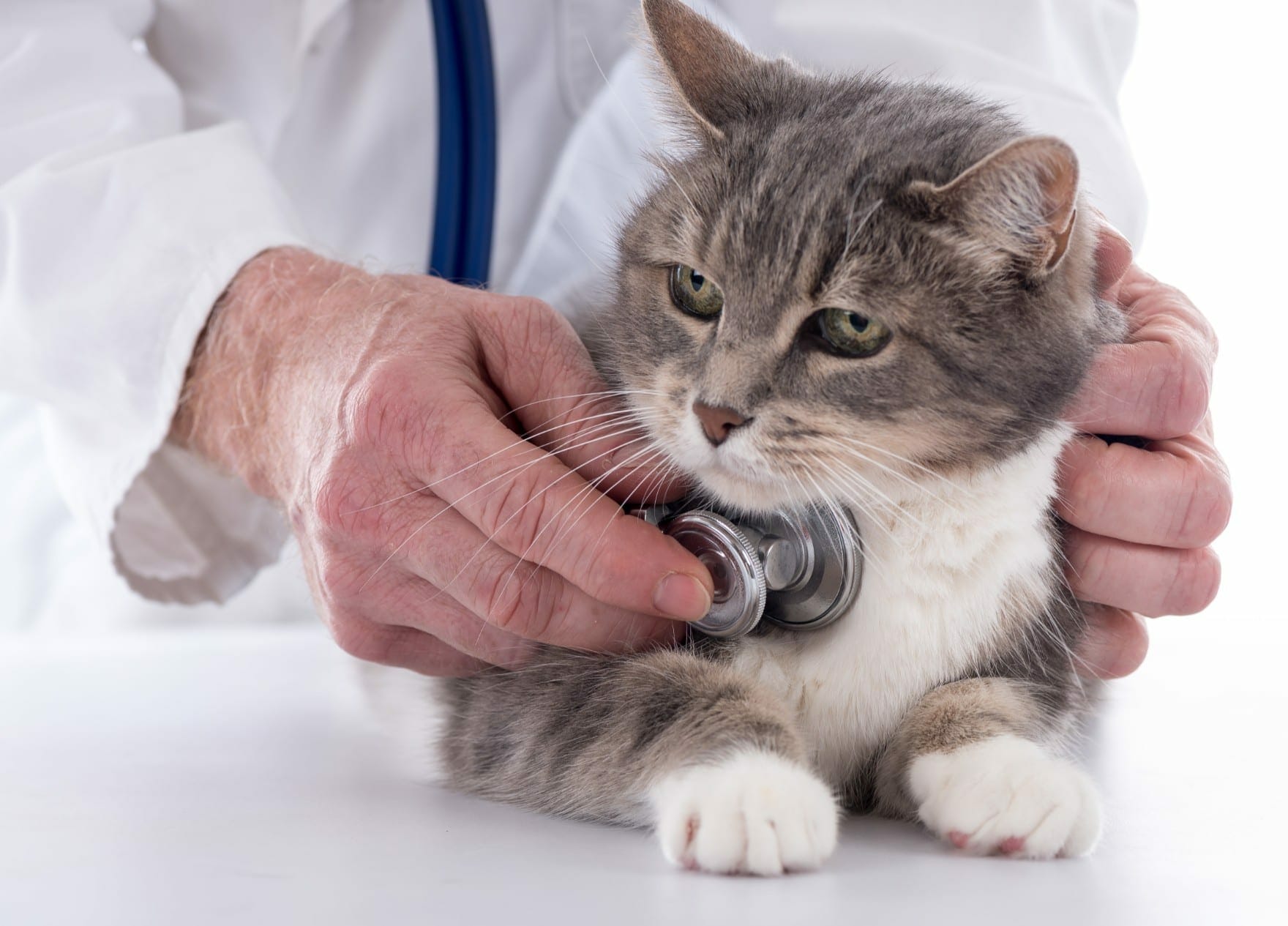 Upper Respiratory Infection in Cats - Feline URI Diagnosis and Treatment