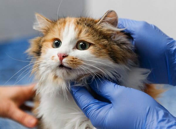 when to euthanize a cat with hyperthyroidism - how to treat hyperthyroidism in cats