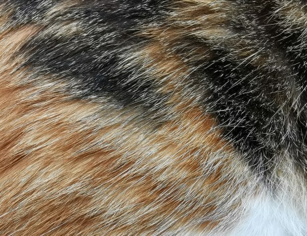 when to put a cat to sleep with hyperthyroidism - what is hyperthyroidism in cats