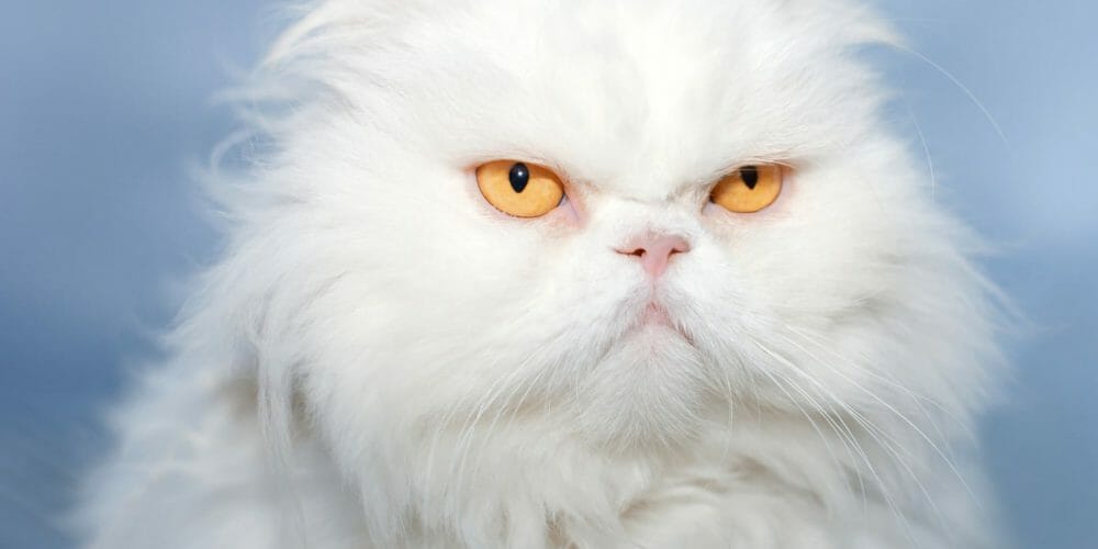 white persian cat