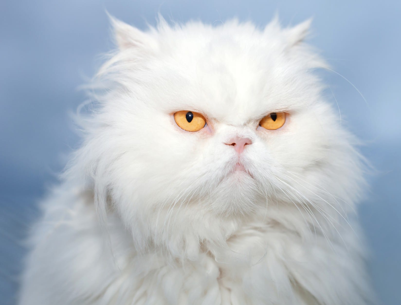 Get Male Persian Cat Personality Collection – Pets House