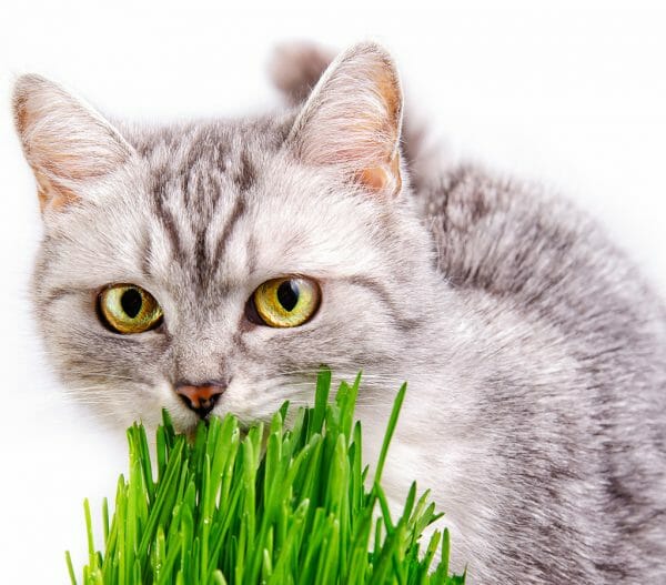 why do cats eat grass - why does my cat eat grass